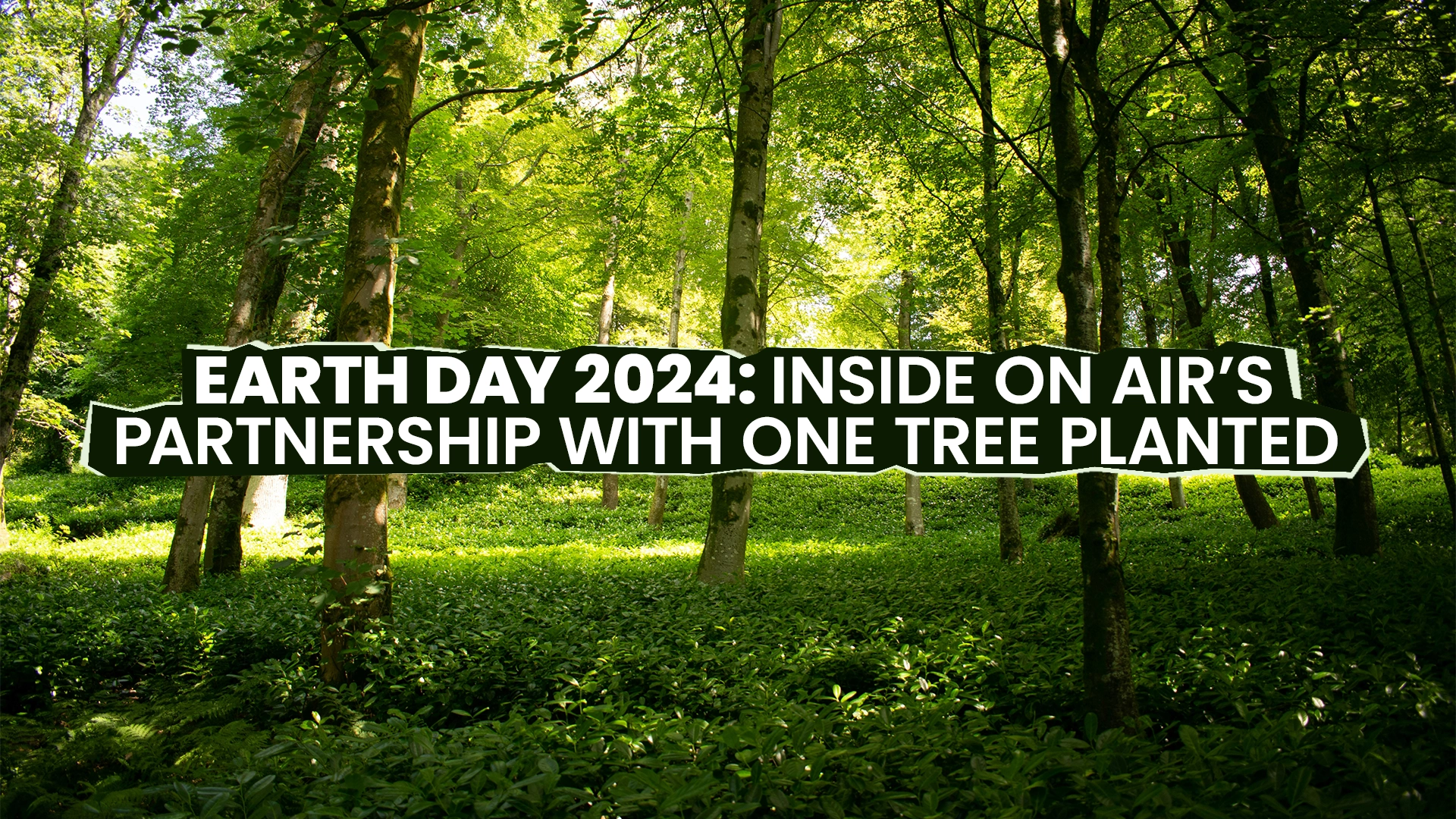 Forest with trees with the title Earth Day 2024: Inside On Air's Partnership With One Tree Planted